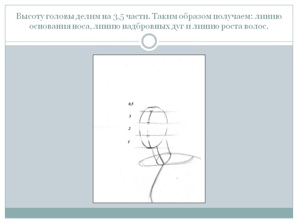 Высоту головы делим на 3,5 части
