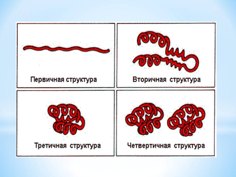 «Аминокислоты и белки» химия 10 класс