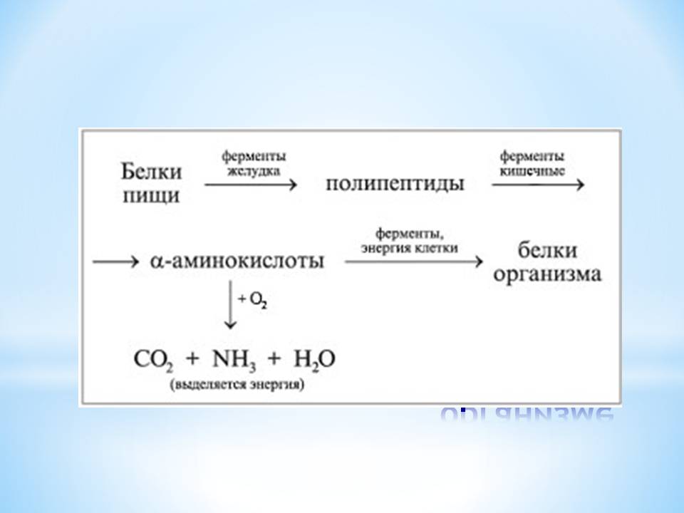 Превращения белков в организме