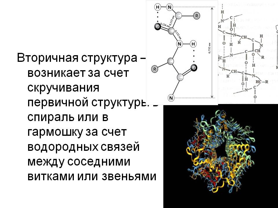 Вторичная структура – возникает за счет скручивания первичной