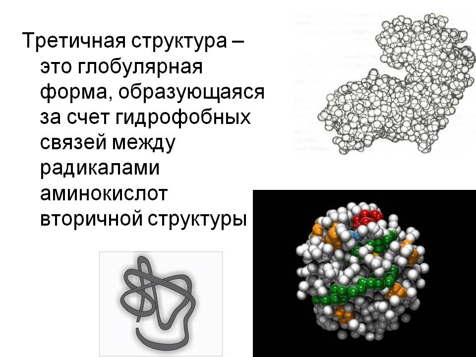 Третичная структура – это глобулярная форма