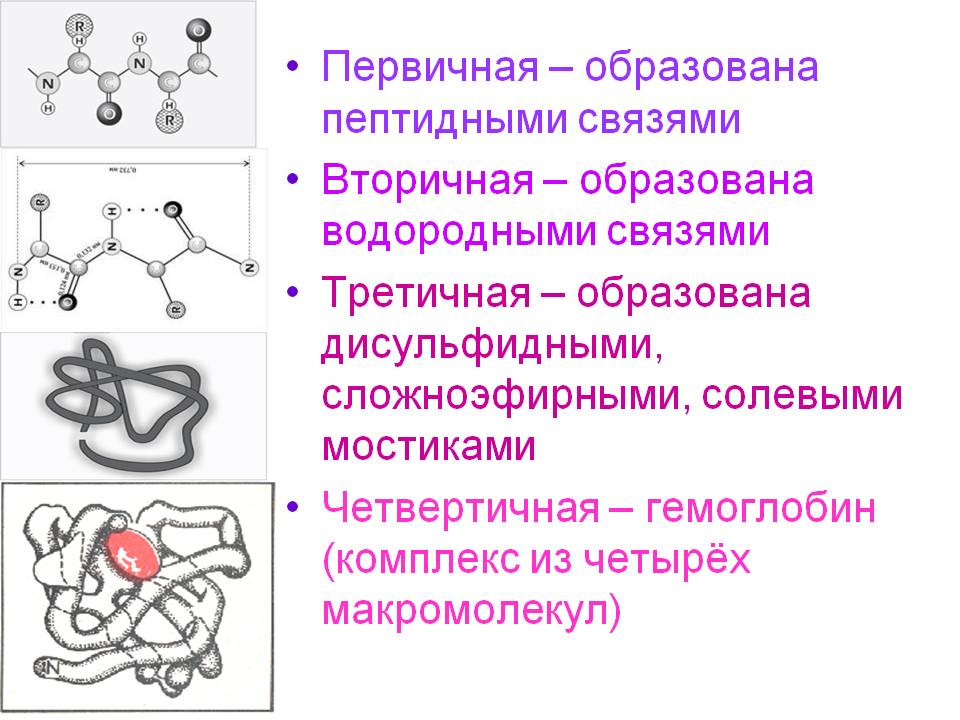 Комплекс из четырёх макромолекул