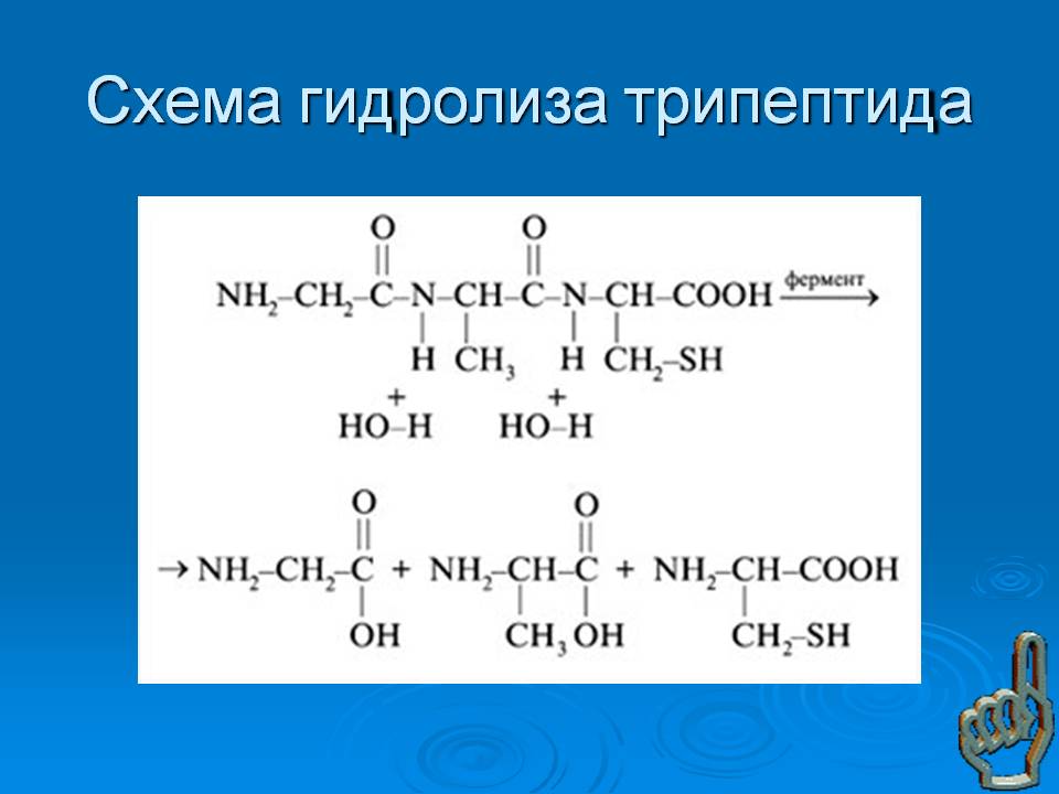 Схема гидролиза трипептида