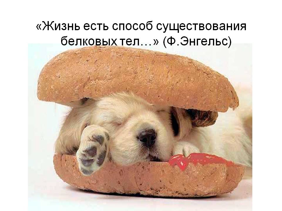 Жизнь есть способ существования белковых тел