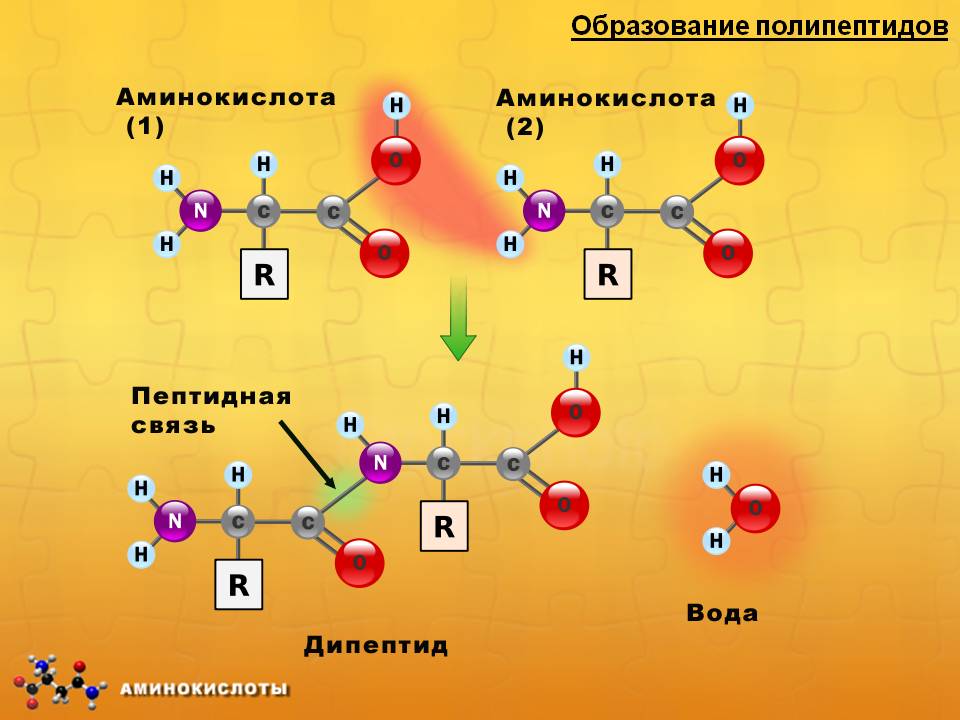 Образование полипептидов