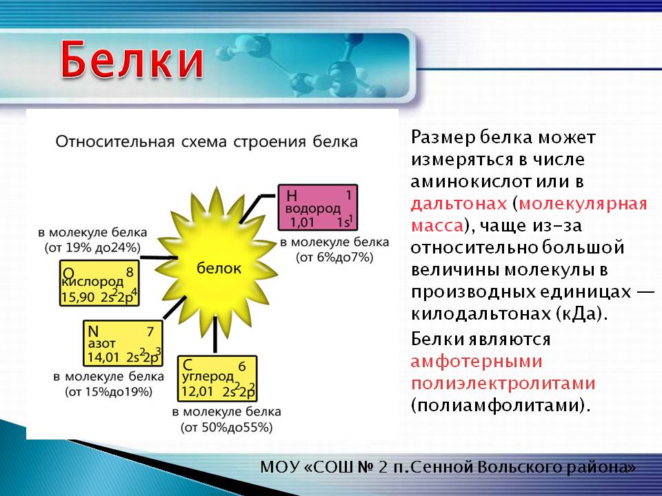 Размер белка может измеряться в числе аминокислот или в дальтонах