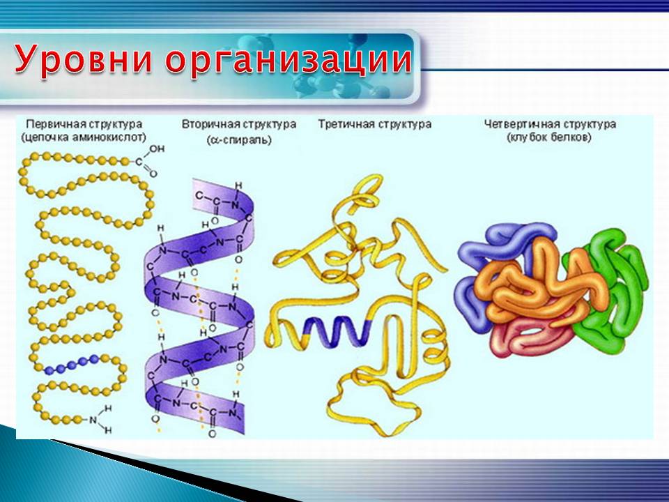 Уровни организации