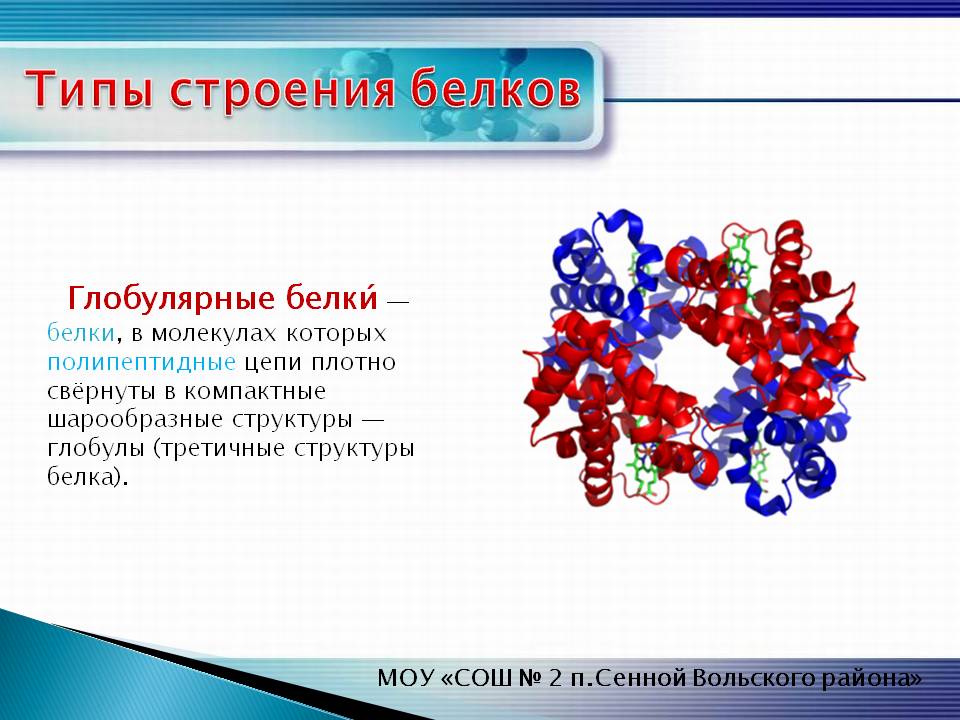 Глобулярные белки