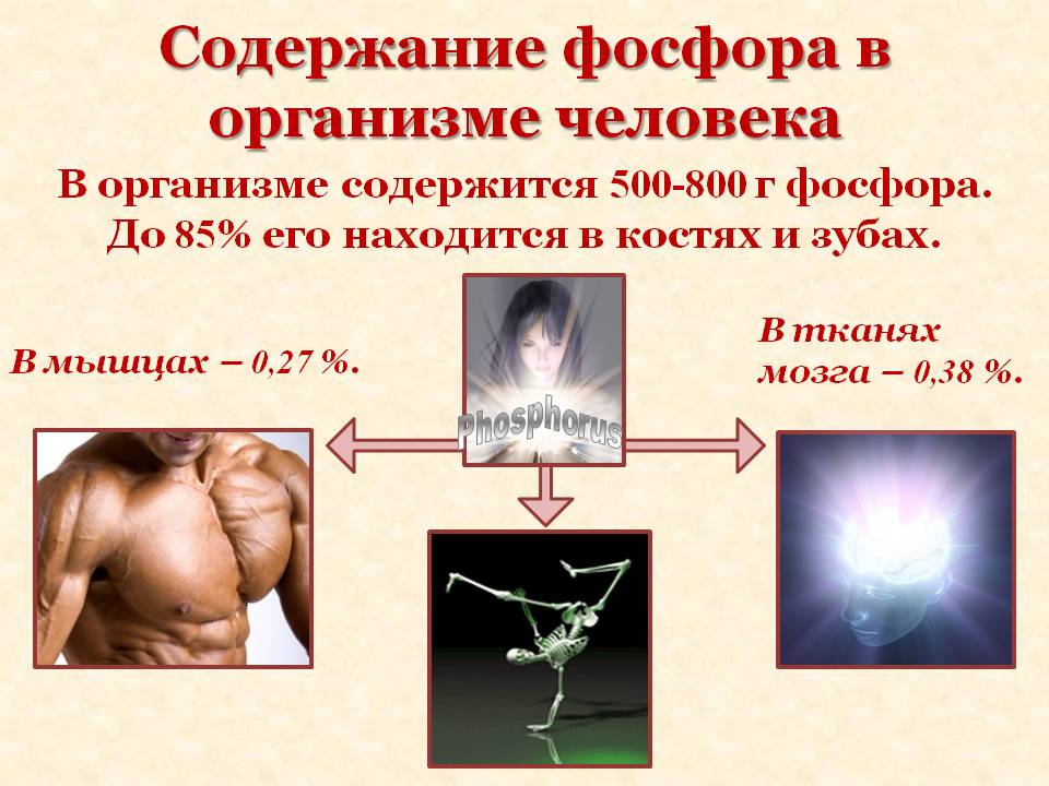 Содержание фосфора в организме человека