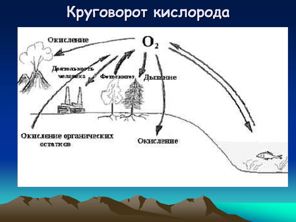 Круговорот кислорода