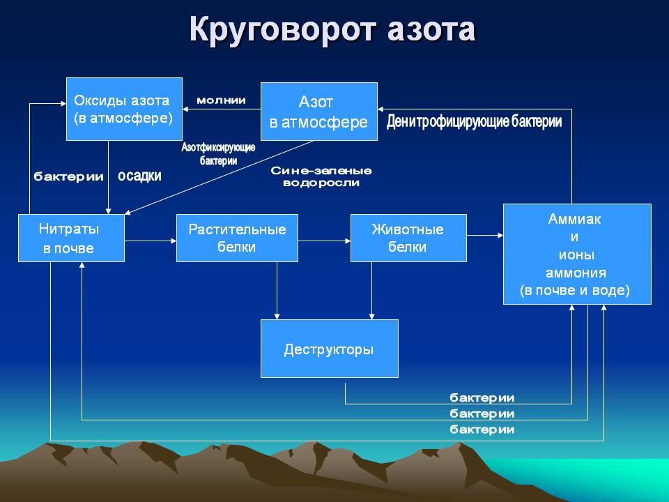 Круговорот азота