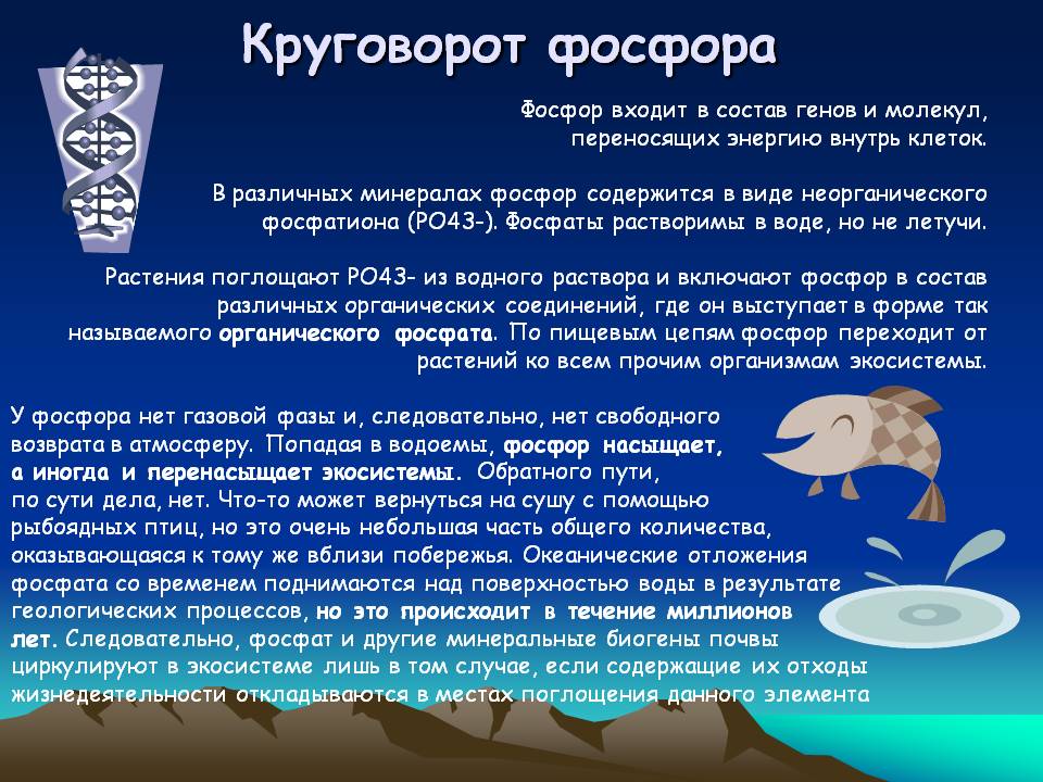 Круговорот фосфора
