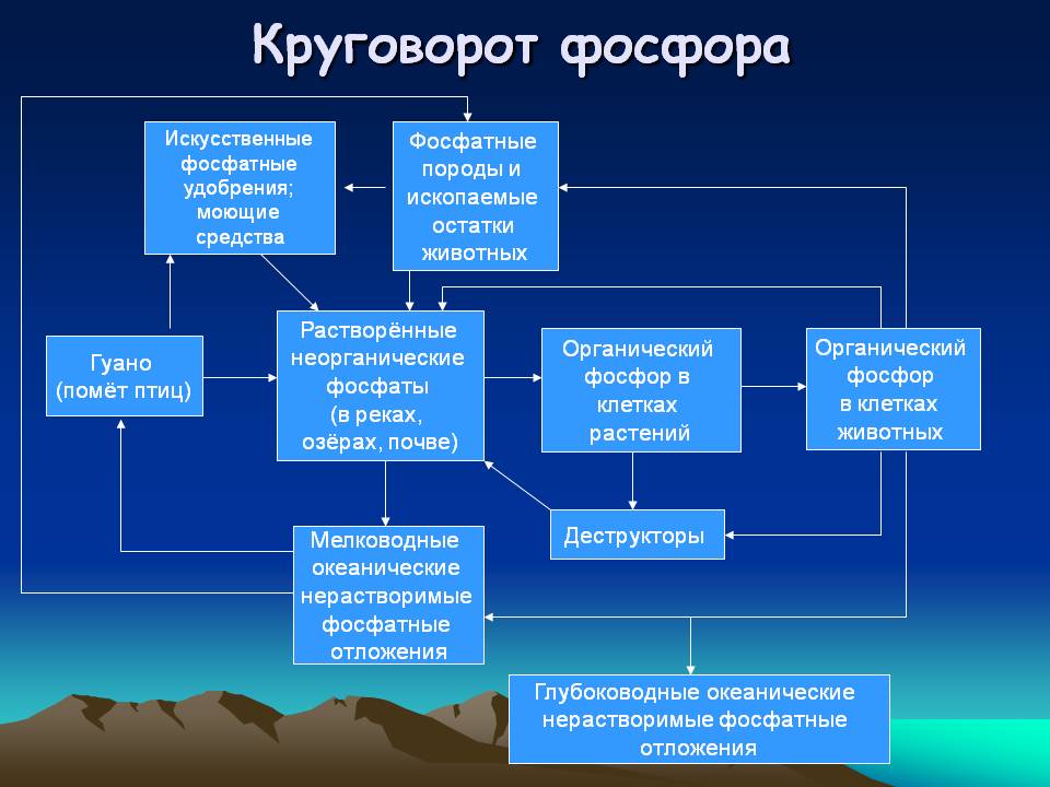 Круговорот фосфора