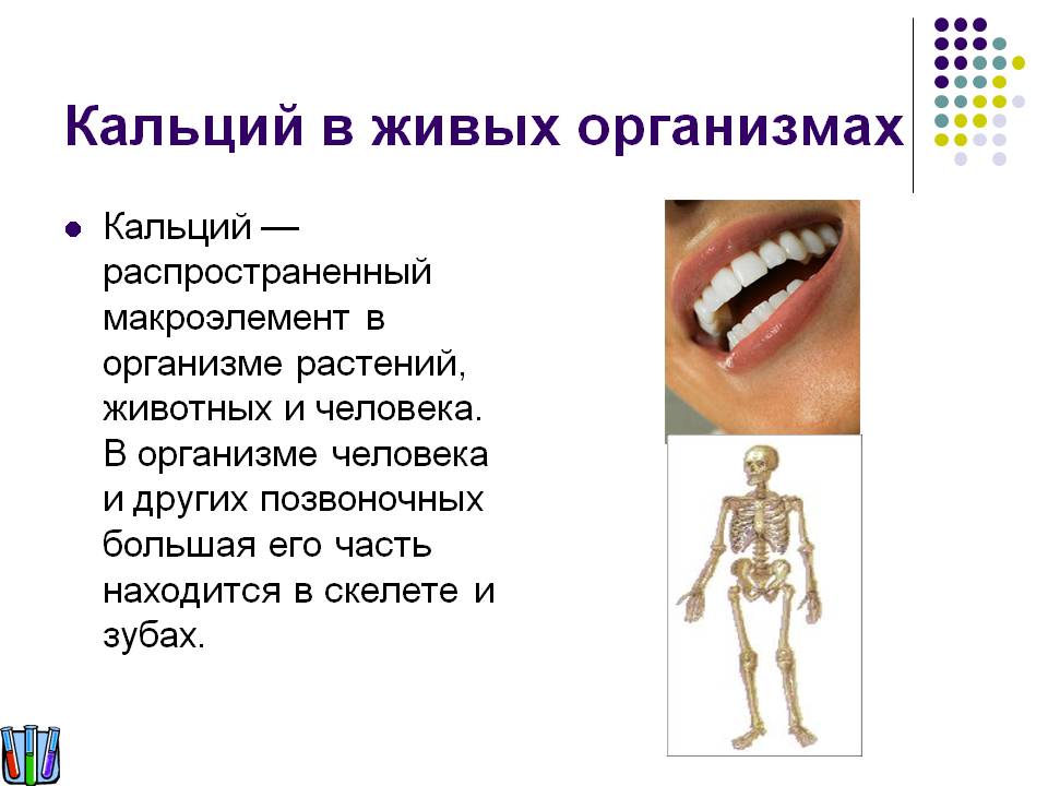 Кальций в живых организмах