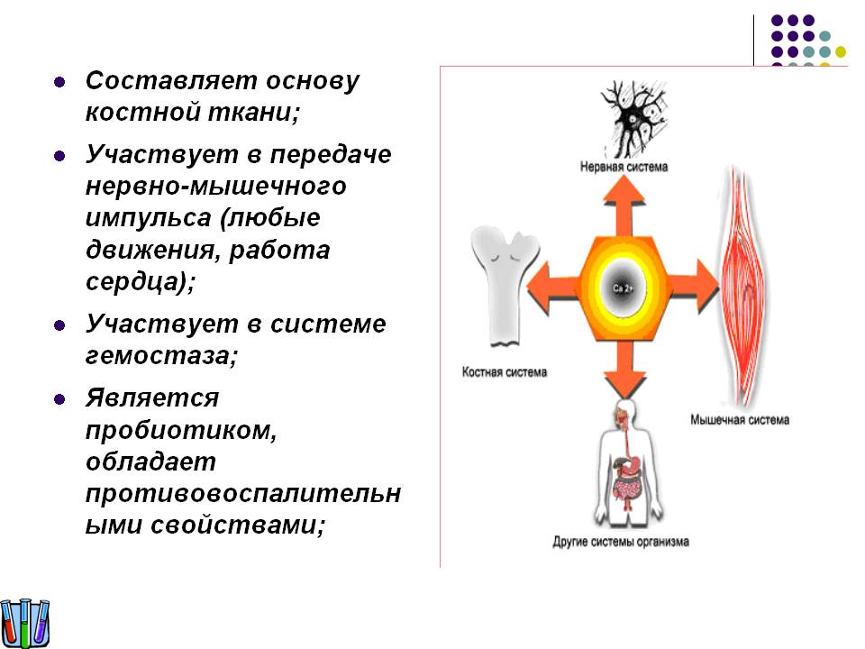 Составляет основу костной ткани; Участвует в передаче нервно-мышечного