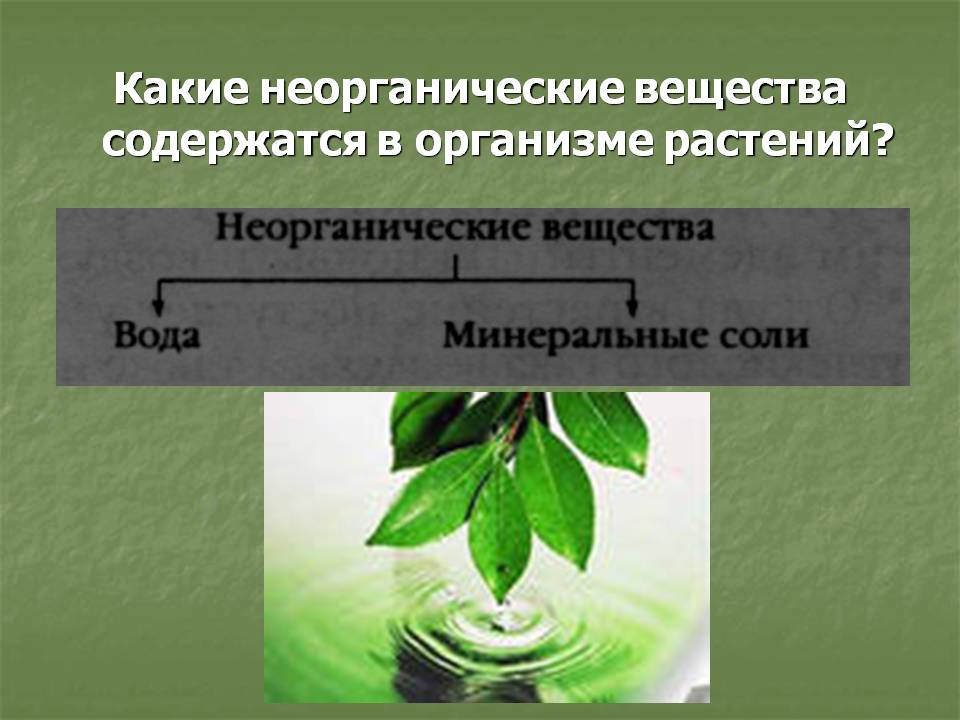 Какие неорганические вещества содержатся в организме растений