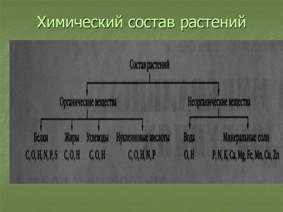 Химический состав растений