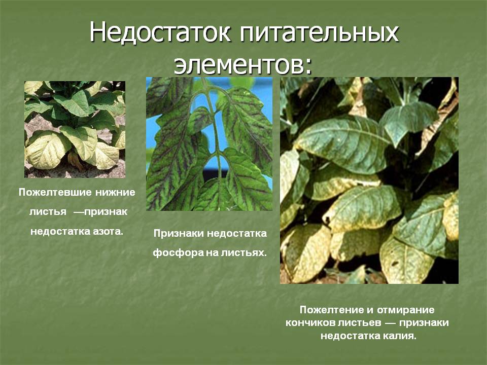 Недостаток питательных элементов: