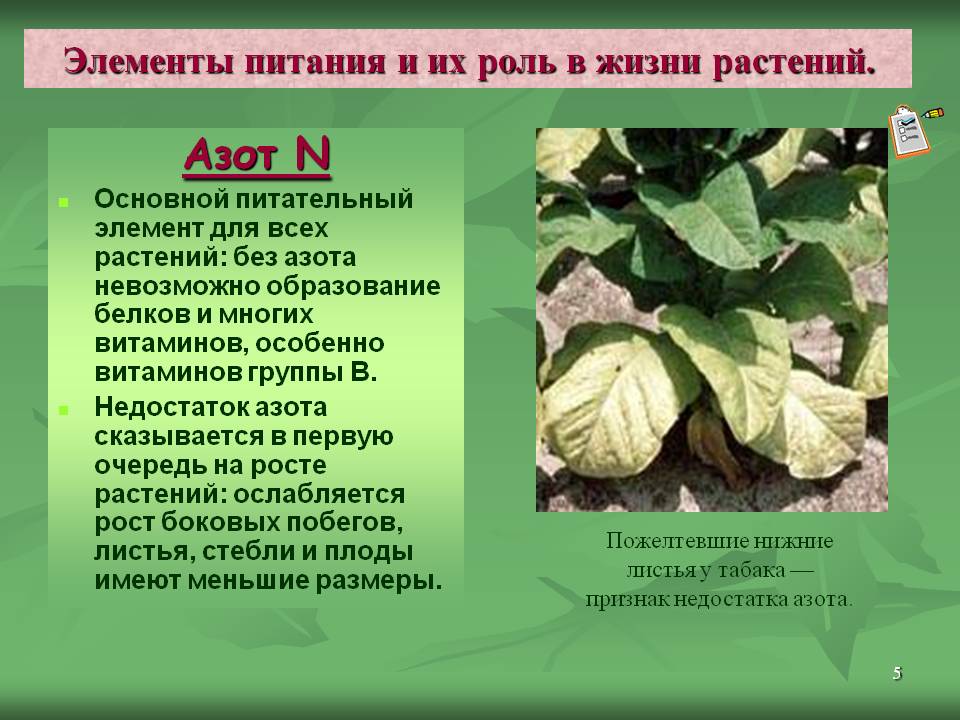 Азот N Основной питательный элемент для всех растений: без азота