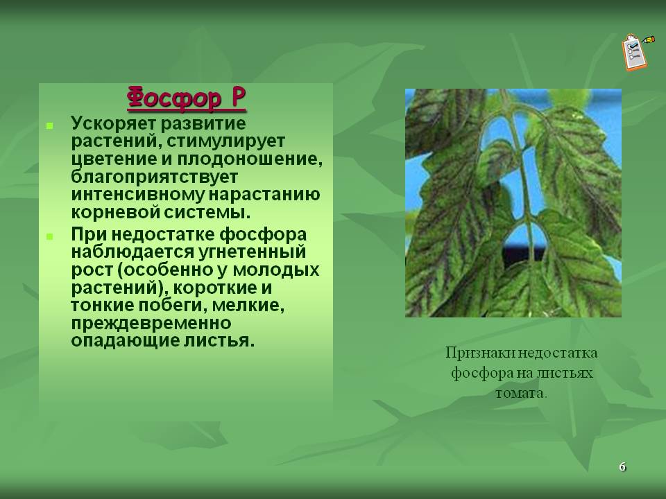Фосфор Р Ускоряет развитие растений, стимулирует цветение и