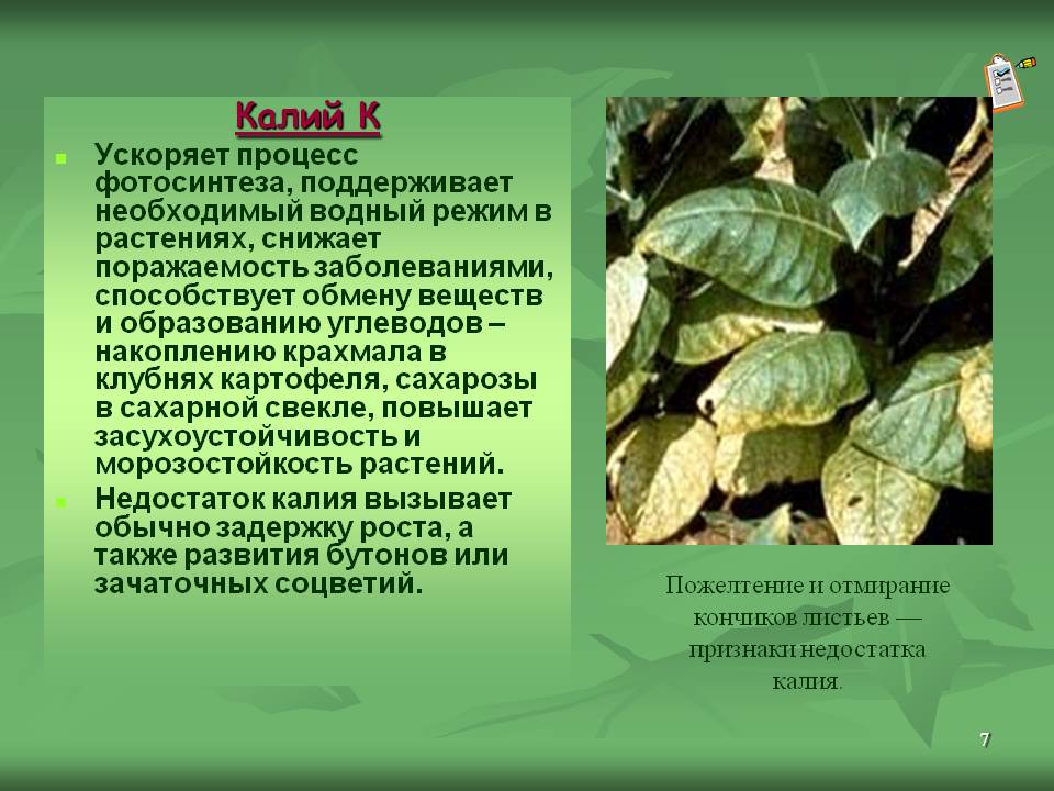 Калий К Ускоряет процесс фотосинтеза, поддерживает необходимый водный