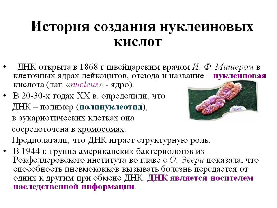 История создания нуклеиновых кислот