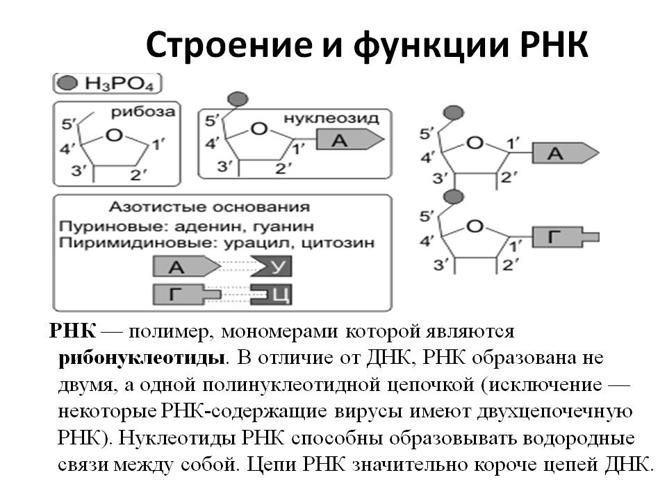 Строение и функции РНК