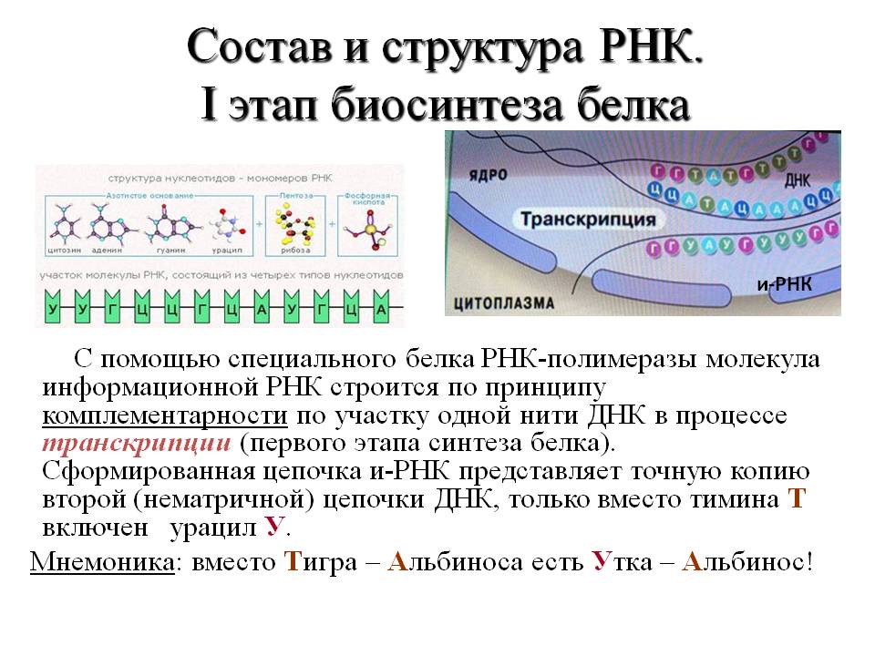 Состав и структура РНК