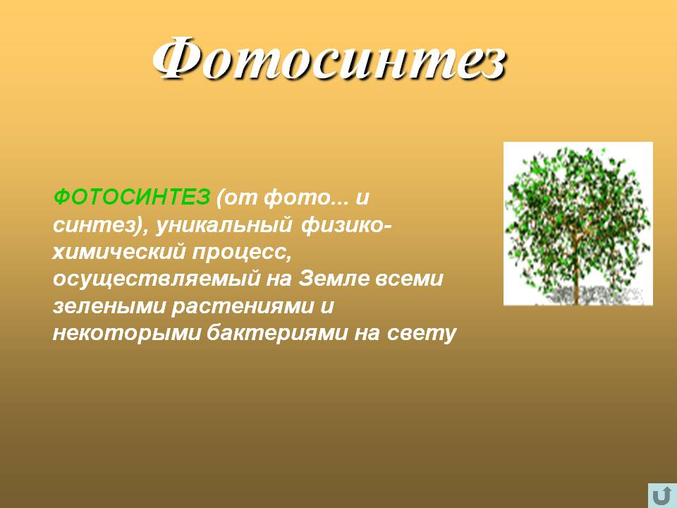 Фотосинтез