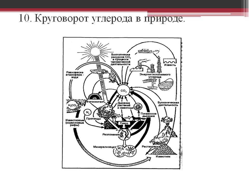 Круговорот углерода в природе