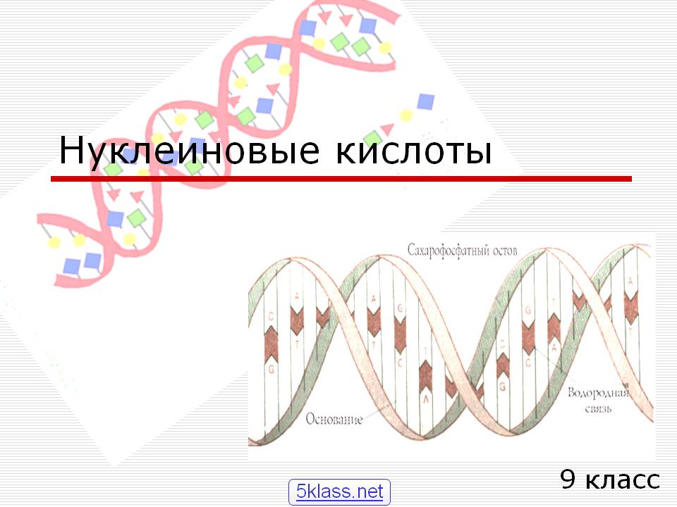 Нуклеиновые кислоты