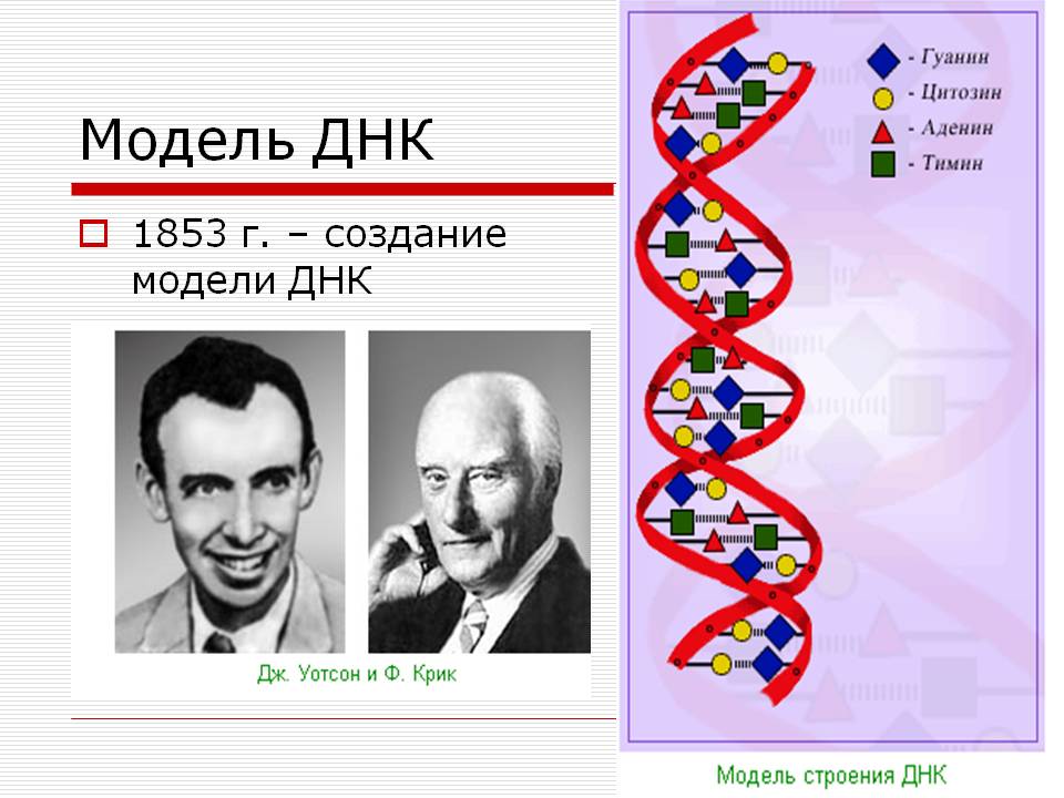 Модель ДНК