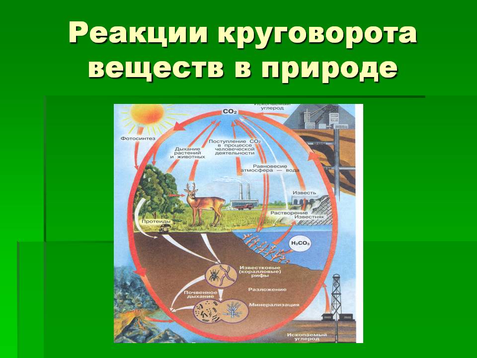 Реакции круговорота веществ в природе