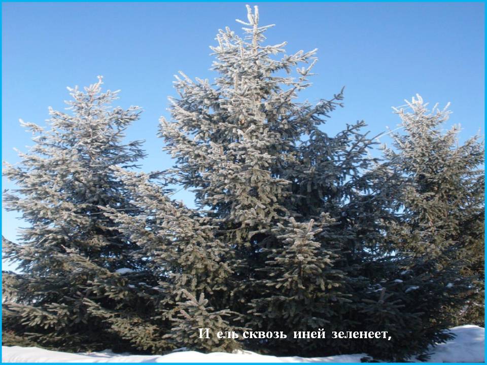 И ель сквозь иней зеленеет,