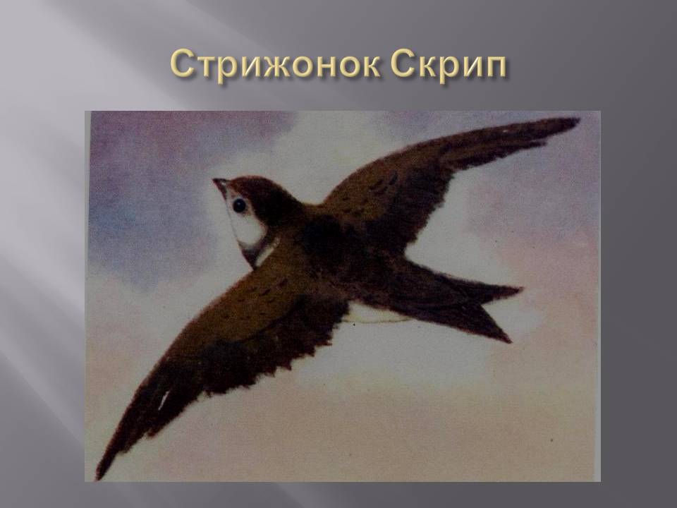 Стрижонок Скрип