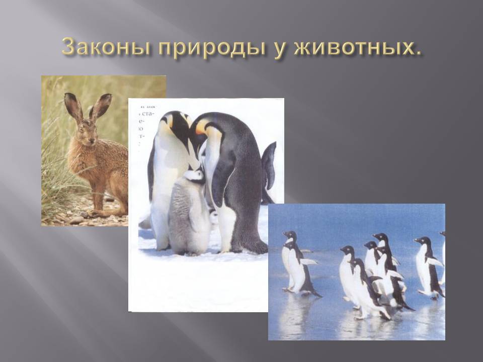Законы природы у животных