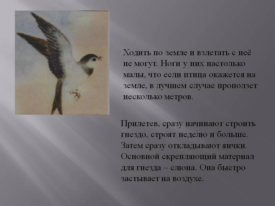 Ходить по земле и взлетать с неё не могут