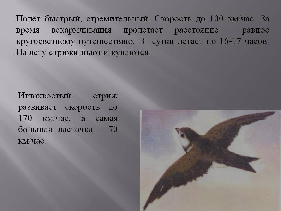 Полёт быстрый, стремительный