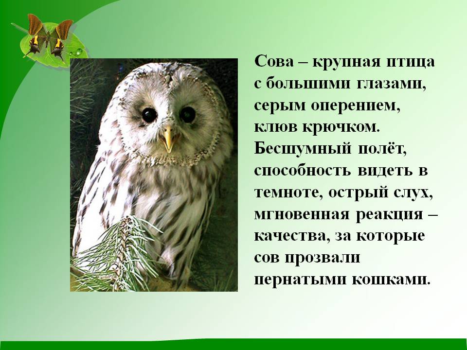 Крупная птица