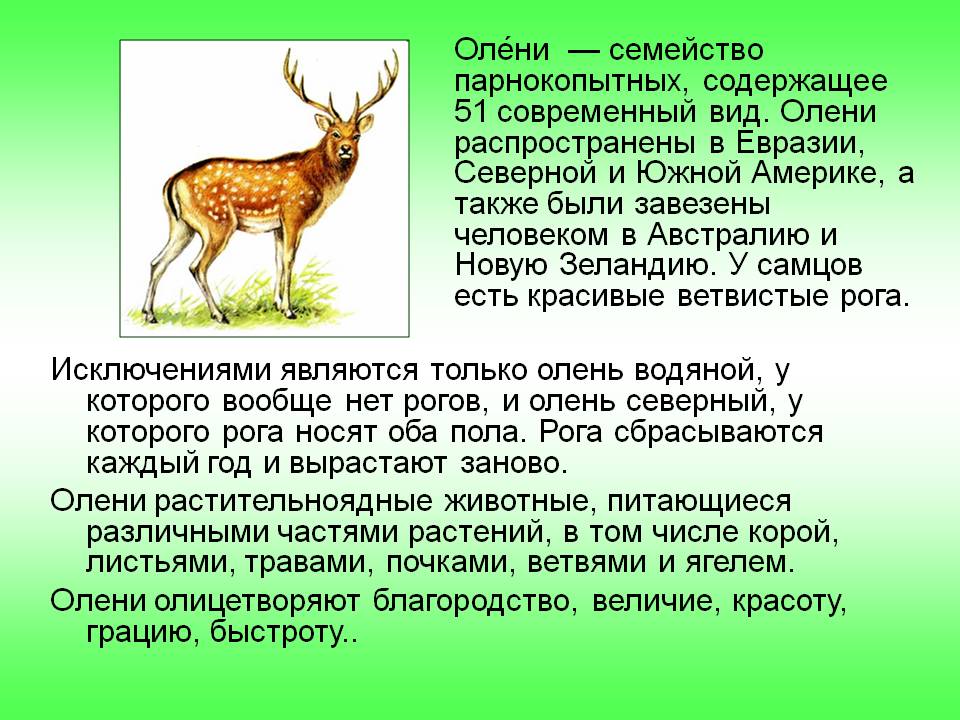 Олени
