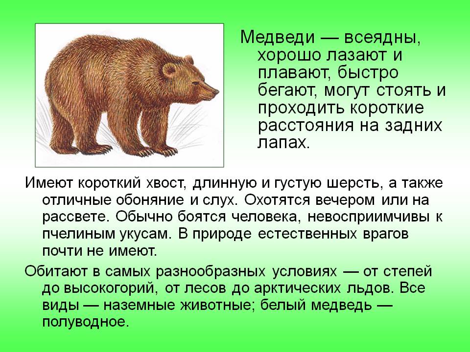 Медведи