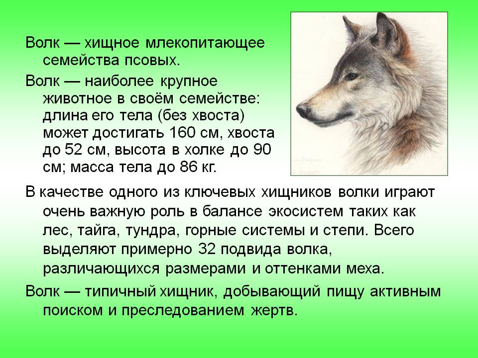 Волк