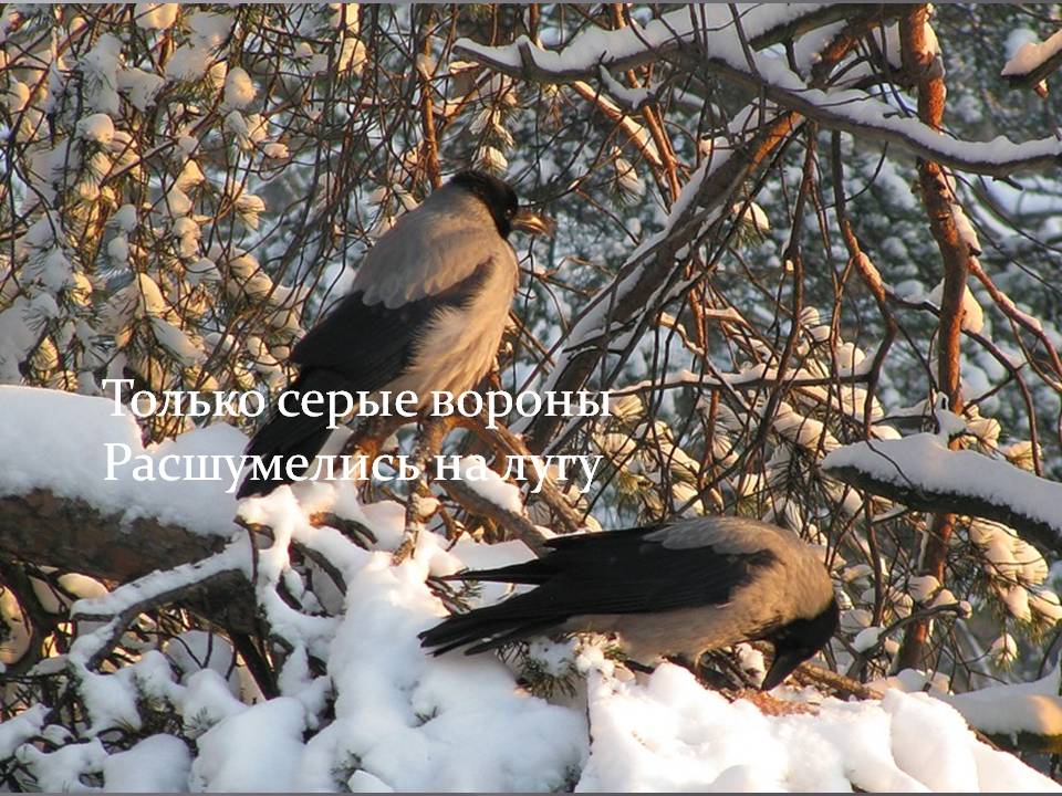Только серые вороны расшумелись на лугу
