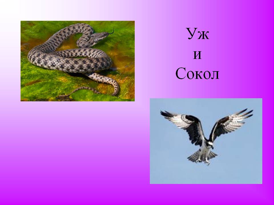 Уж и Сокол