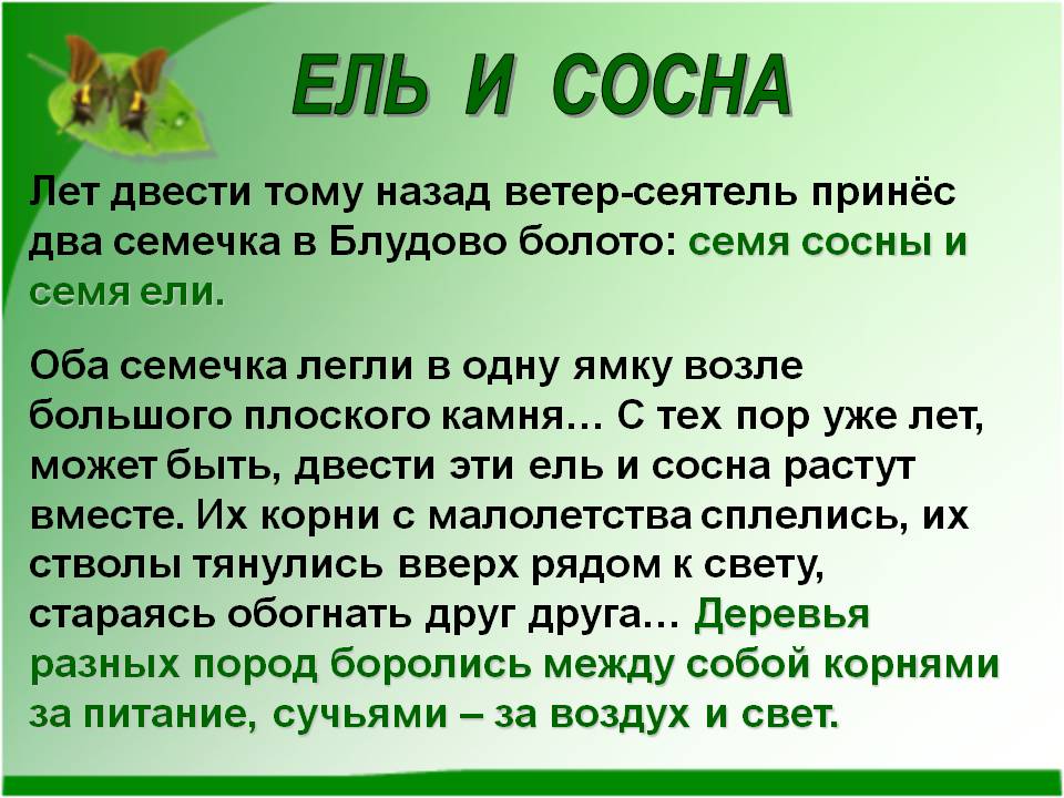 Ель и сосна