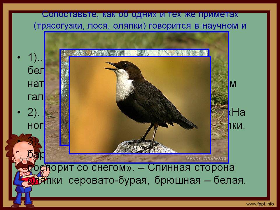 Трясогузки