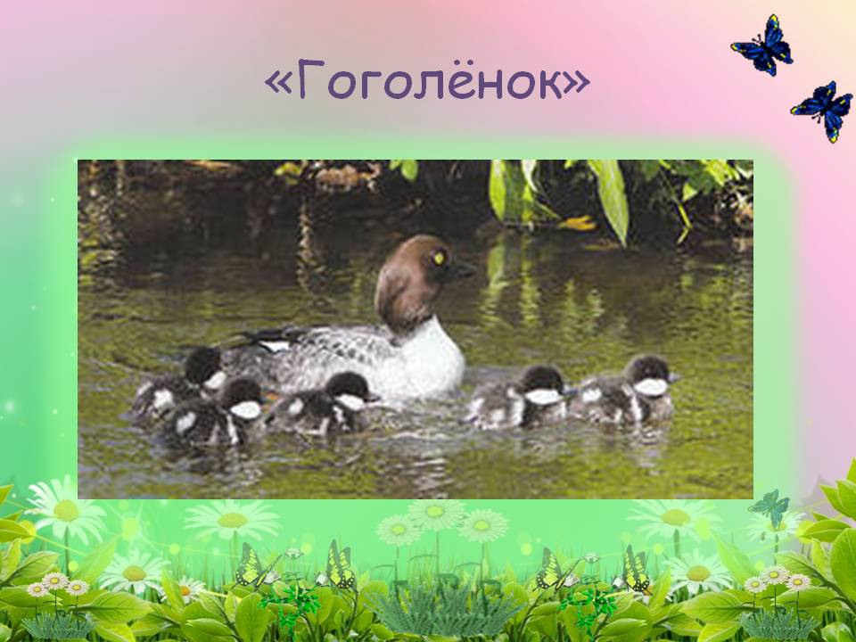 Гоголёнок