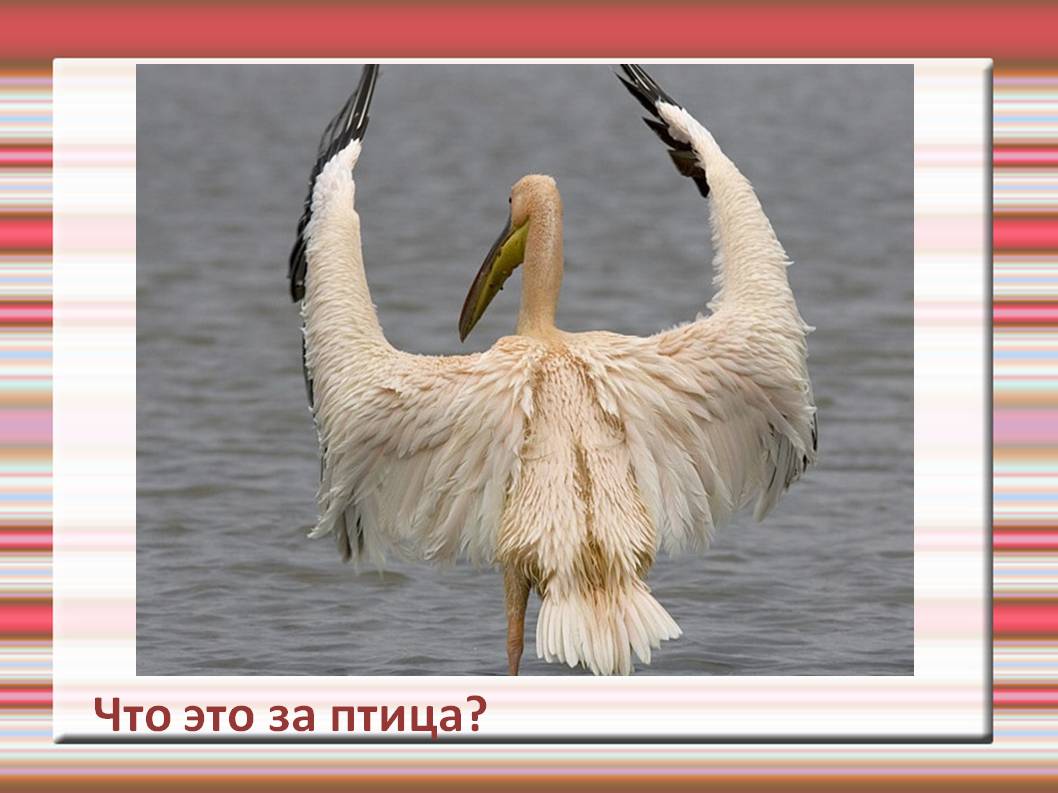 Что это за птица