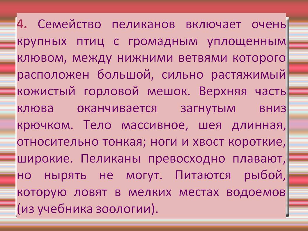 Семейство пеликанов