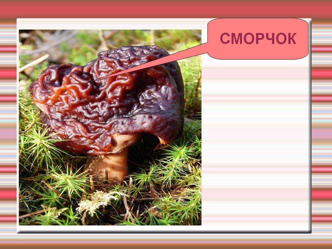 Сморчок